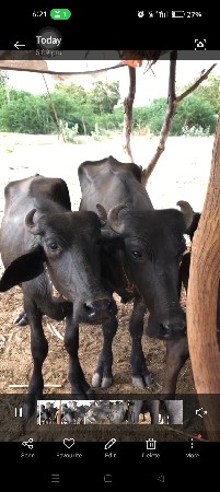 11‌ બન્ની નશલ ની ખડેલી