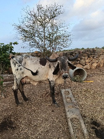 ગાય વેસ વાની સે
