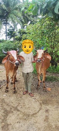 બળદ