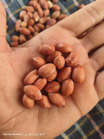 મગફળી (સીંગદાણા)