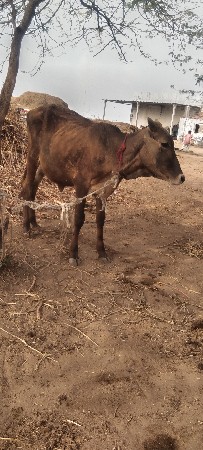 hf વાસડી વેસવાની છે