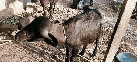 બે વર્ષનો છે