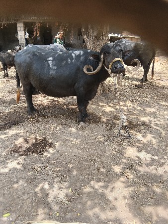 ભેંશ.વેશવાની.છે