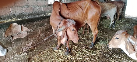 vechvani che