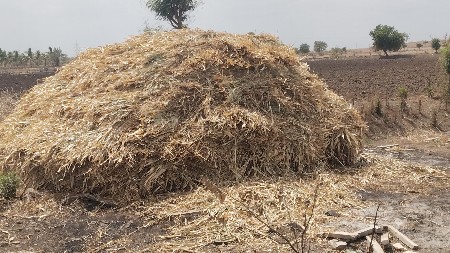 સૃકેલિ જુવાર