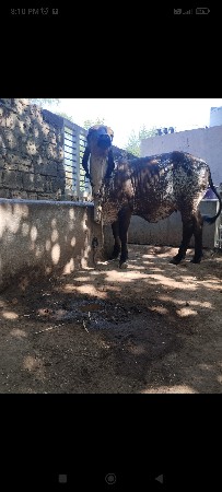ગીર વાસડી વેસવાની સે