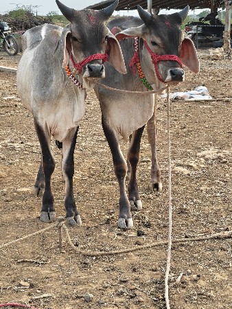 વઢિયાર વાછડા