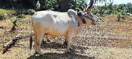 સુપાસી કેંદરવા કનૈયા હોટલ હાઈવે