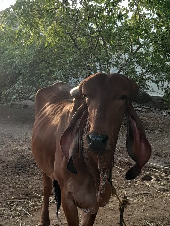 આ વાછળી વેચવા નીછે
