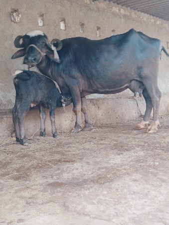 ભેંશ વેછવાની છે બેજુ વેતર છે