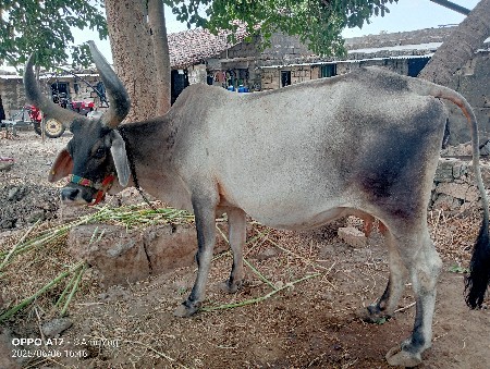 વઢીયારી ગાય વેચવાની છે.