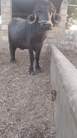 મેરૂ સાગણ ઓડેદરા