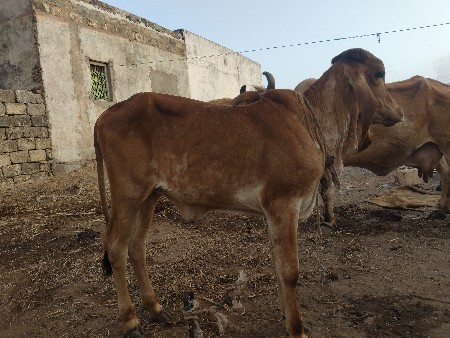 ગીર વાછડી વેચવાની છે