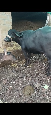 ભેંસ વેચવાની છે