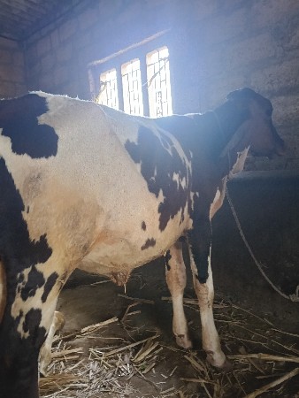 2 hf વાસડી