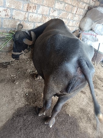 ભેંસ વેચવાની છે