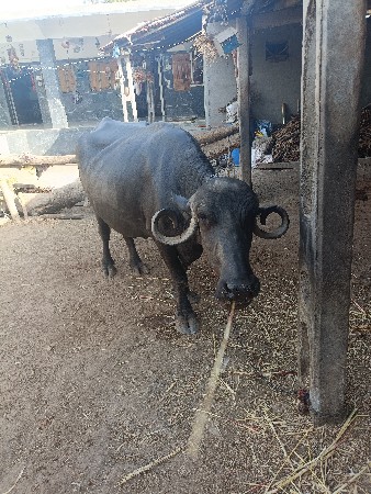 વેચવાની છે