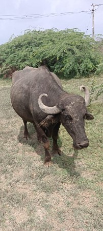 સાવ સોજી