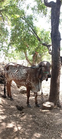 વેચવા નાની છે