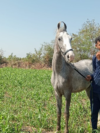 marvadi filly for sell