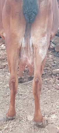 ગાય