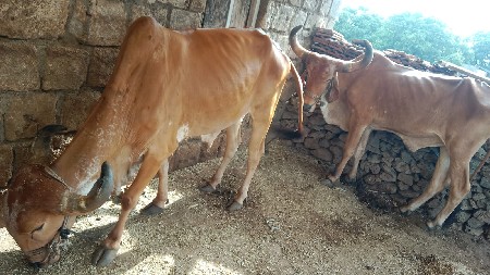 મો 9825462081