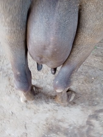 ભેંશ વેછવાની છે તેજુ વેતર છે