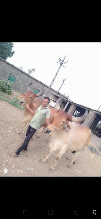 આ બળદ વેચવાના છે