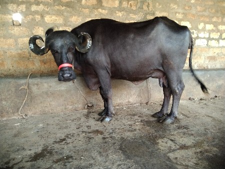 ભેંસ વેચવાની છે