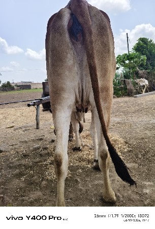 વેચવાની છે
