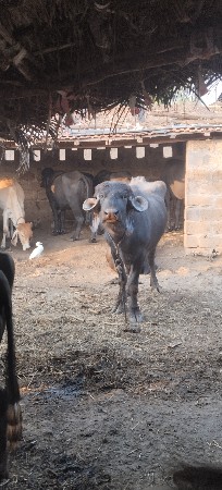 બે સાત મહિના ગાભણીયુ