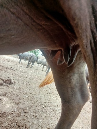 પેલું વેતર સે ખડાય