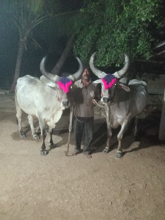 બંદર. વેચવાનો
