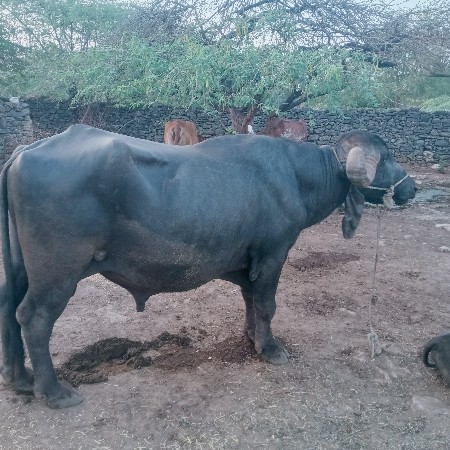 લંબાઈ ઉસાય પુરી