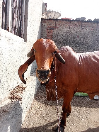 ગીર ગાય વેચવા વાની છે