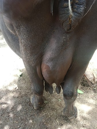 ભેંસ વેચવાની છે