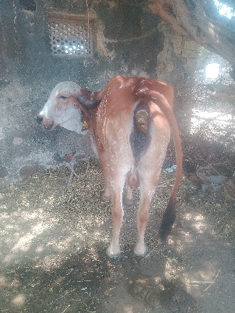 હોડકીવેશવાનીછે