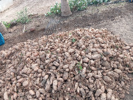 Gajar (ગાજર)