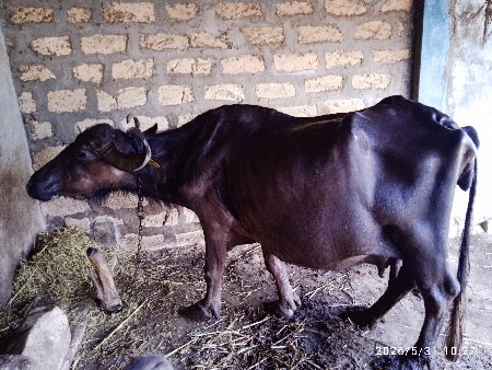 ભેંસ વેચવાની છે.