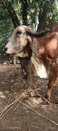 ગીર કાબરી