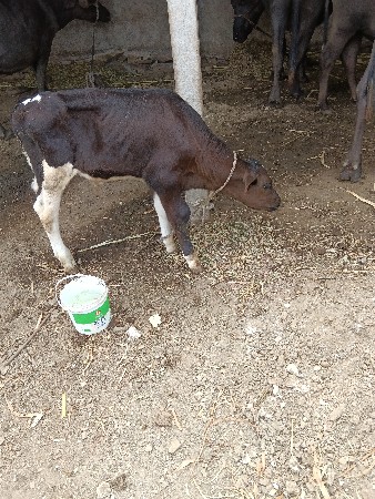 jarsi
