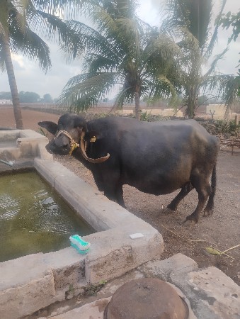 દેશ વેચવાની છે