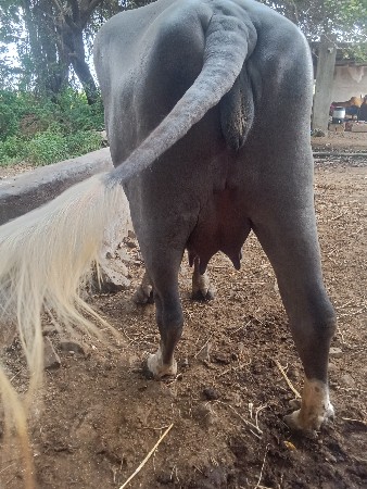 4 દાંત ખડેલી વેચવાની છે