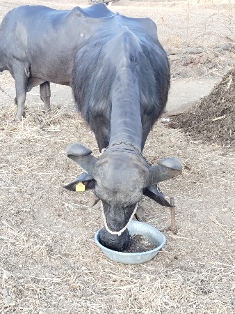 ભેંશ