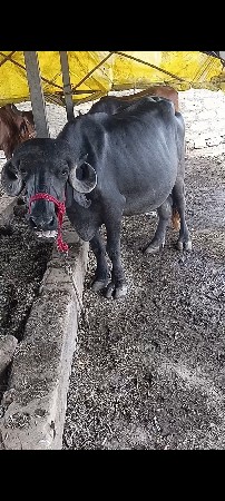 ખડેલી