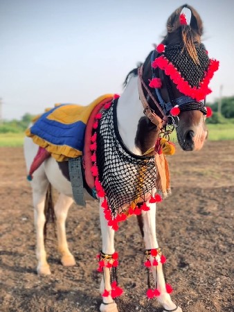 કાળી બાવળી વેસવા નિ સે
