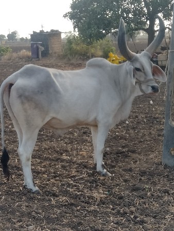 આ ગોટલો વેચવાનો છે