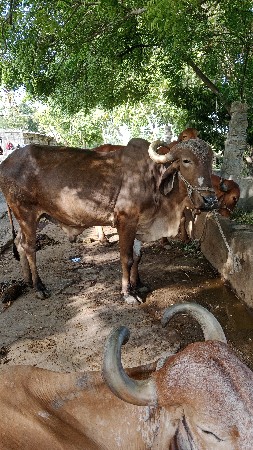 balad vhasavanose