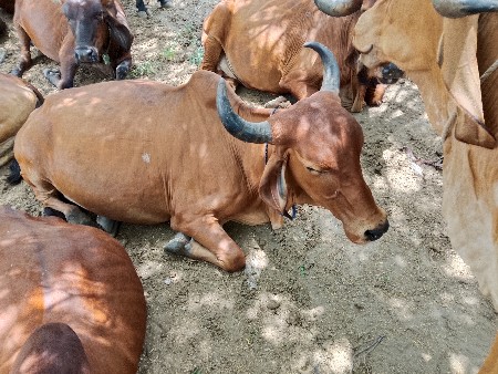 આગાય   વેચવાનીછે