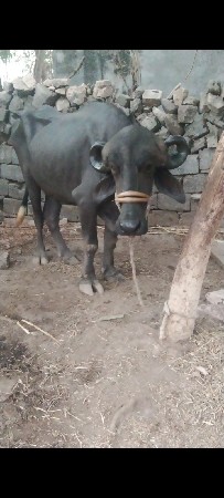 ખડેલી વેચવાની છે